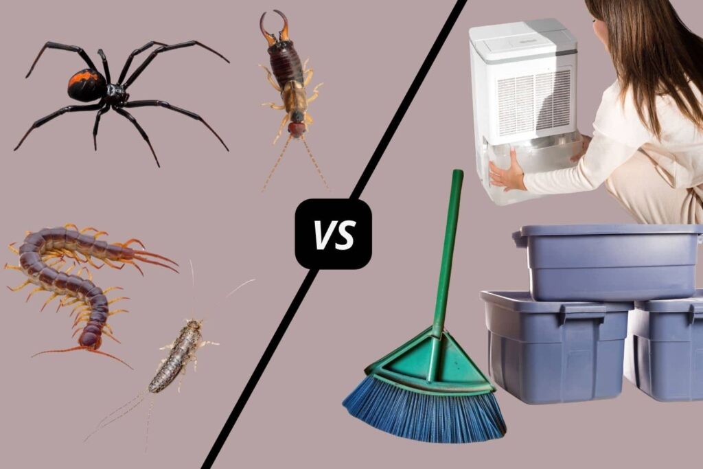 Basement Bugs Common Types and How to Prevent Them Buckeye Basement