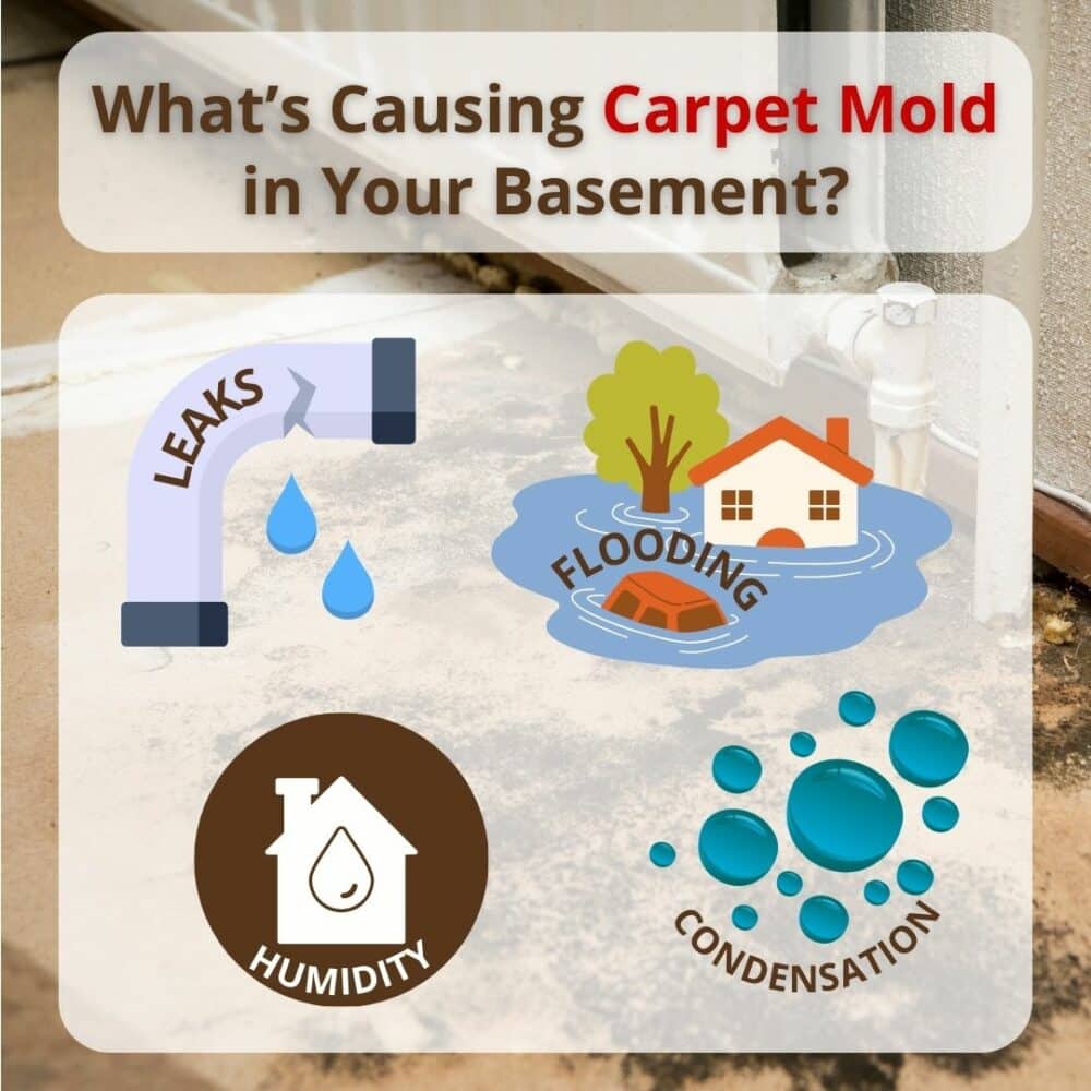 Is Carpet Mold a Sign of a Bigger Basement Problem? Buckeye Basement
