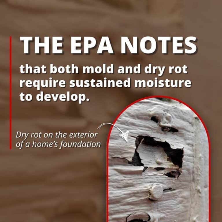 Rotting Rouser Dry Rot vs Mold and the Structural Risks They Can Pose - Buckeye ...