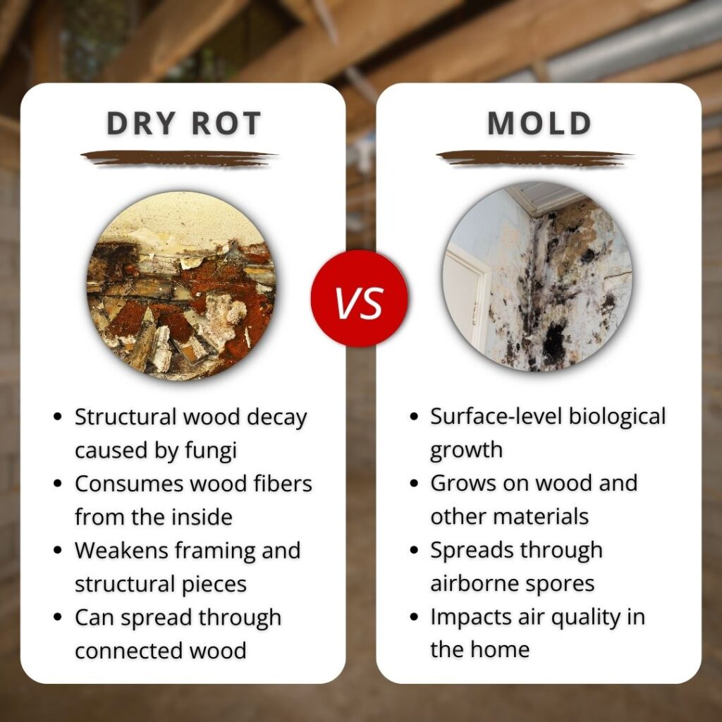 comparing mold and dry rot