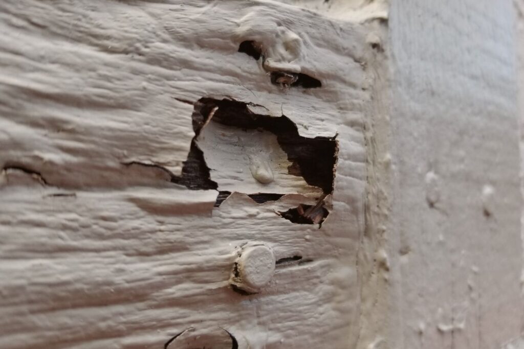 mold vs dry rot and their structural risks