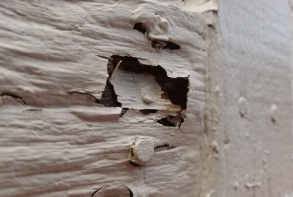 mold vs dry rot and their structural risks
