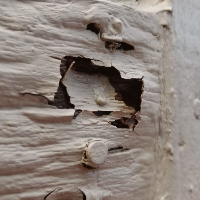 mold vs dry rot and their structural risks