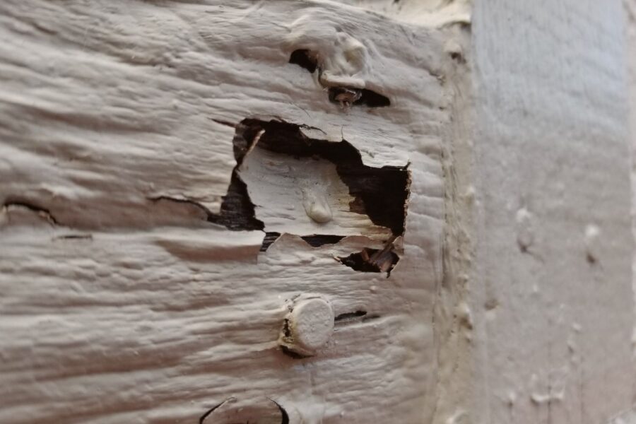 mold vs dry rot and their structural risks