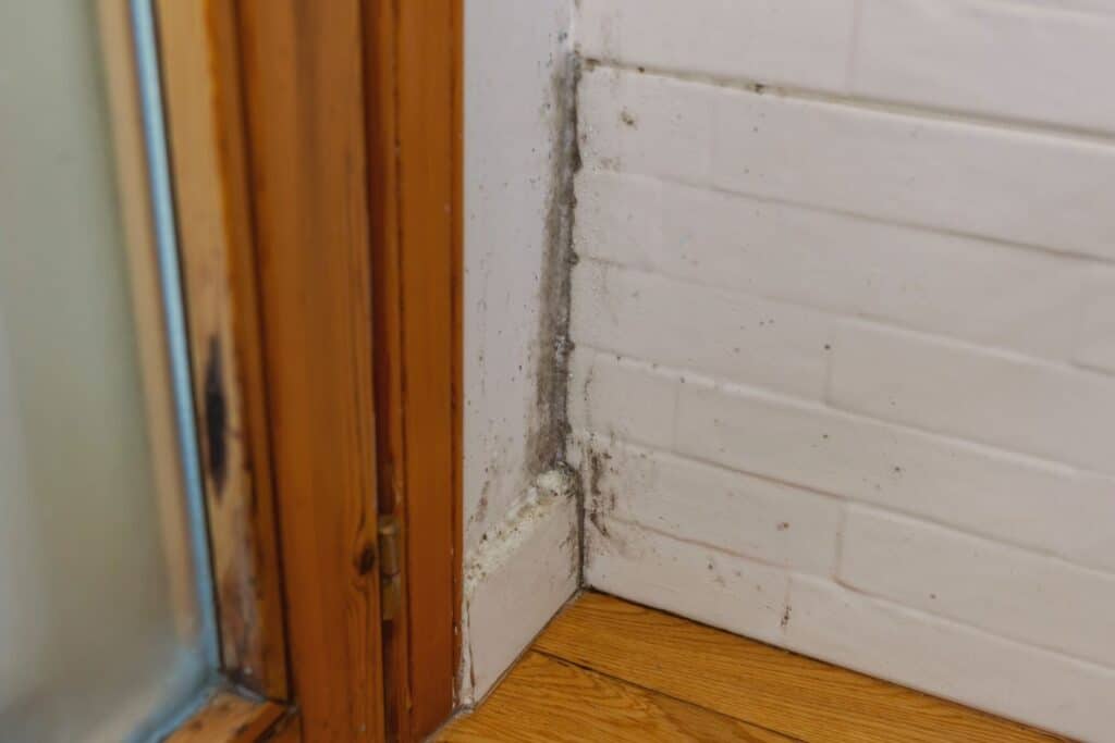 Does a humidifier help with mold