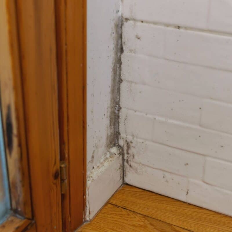 Does a humidifier help with mold