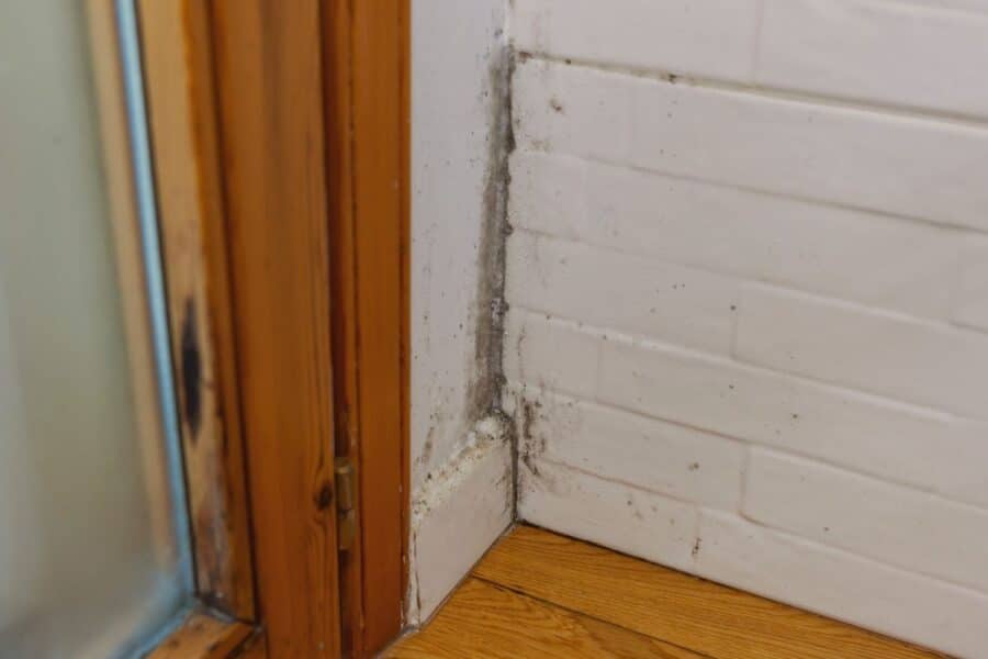 Does a humidifier help with mold